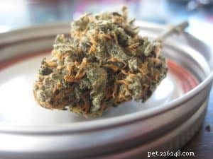 Should You Let Your Dog Use CBD Flowers? A Comprehensive Guide