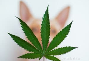 Should You Let Your Dog Use CBD Flowers? A Comprehensive Guide