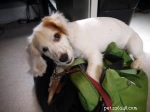 How to Choose the Perfect Vet for Your Dog: 9 Key Factors
