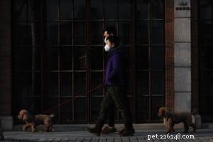 Stay Productive with Your Dog During Lockdown: 5 Proven Tips