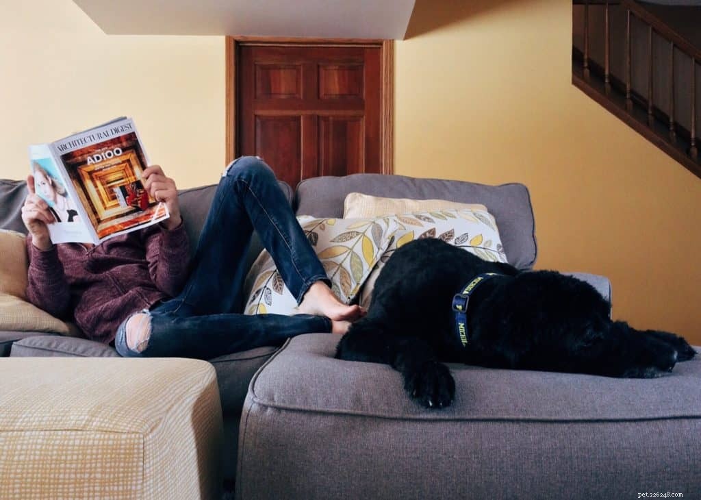 Stay Productive with Your Dog During Lockdown: 5 Proven Tips