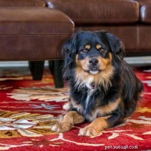 Stay Productive with Your Dog During Lockdown: 5 Proven Tips