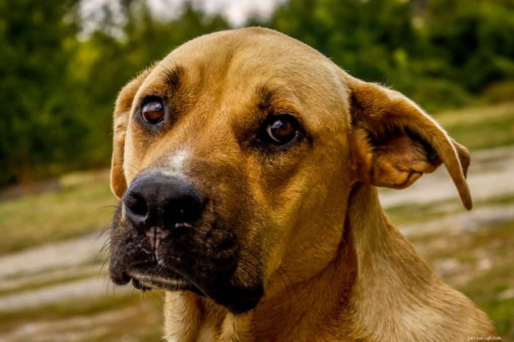 Why Is My Dog Vomiting Constantly? Find Out Causes & Solutions