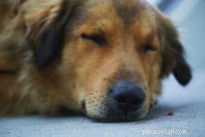 Why Is My Dog Vomiting Constantly? Find Out Causes & Solutions