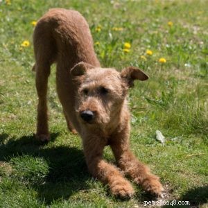 Discover 7 Proven Benefits of Doga: Boost Your Dog’s Health & Strengthen Your Bond