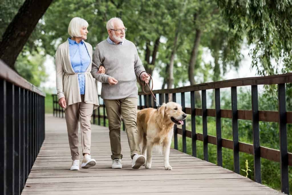 Simplify Your Dog Walks: Proven Tips for a Stress‑Free Stroll