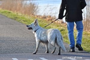 Simplify Your Dog Walks: Proven Tips for a Stress‑Free Stroll