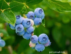 Safe Fruits for Dogs: A Comprehensive Guide to Healthy Treats
