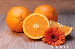 Safe Fruits for Dogs: A Comprehensive Guide to Healthy Treats