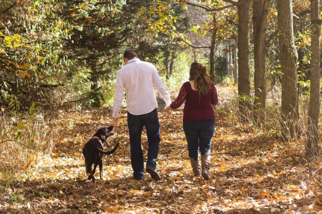 When Walking Your Dog Isn’t Safe: 3 Situations to Skip the Outing