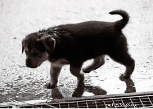 When Walking Your Dog Isn’t Safe: 3 Situations to Skip the Outing