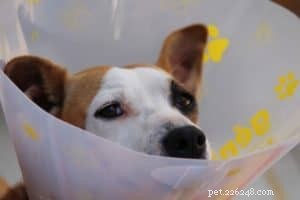 When Walking Your Dog Isn’t Safe: 3 Situations to Skip the Outing