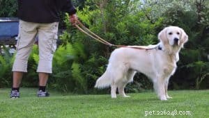 Rising Dog-Walking Injuries in Seniors: Causes and Prevention