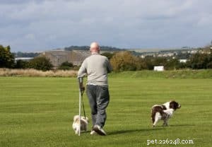 Rising Dog-Walking Injuries in Seniors: Causes and Prevention