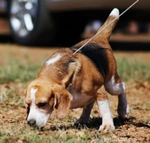 Rising Dog-Walking Injuries in Seniors: Causes and Prevention