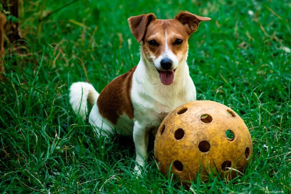 Optimal Exercise Guidelines for Dogs: Boost Health & Happiness