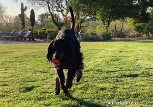 Optimal Exercise Guidelines for Dogs: Boost Health & Happiness