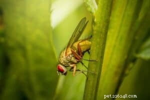 Pet‑Safe Strategies to Keep Pests Away from Your Dog