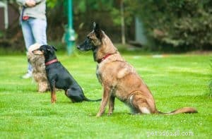 Top Indoor Games to Keep Your Dog Engaged During Quarantine
