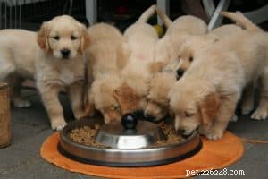 4 Tips for Selecting the Ideal Dog Food