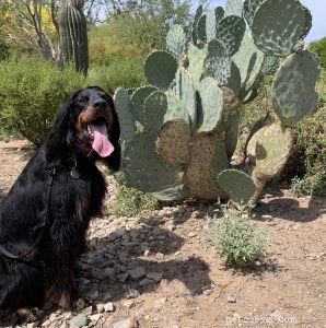 Essential Summer Health & Safety Tips for Your Dog