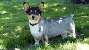Essential Summer Health & Safety Tips for Your Dog