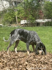 Essential Summer Health & Safety Tips for Your Dog