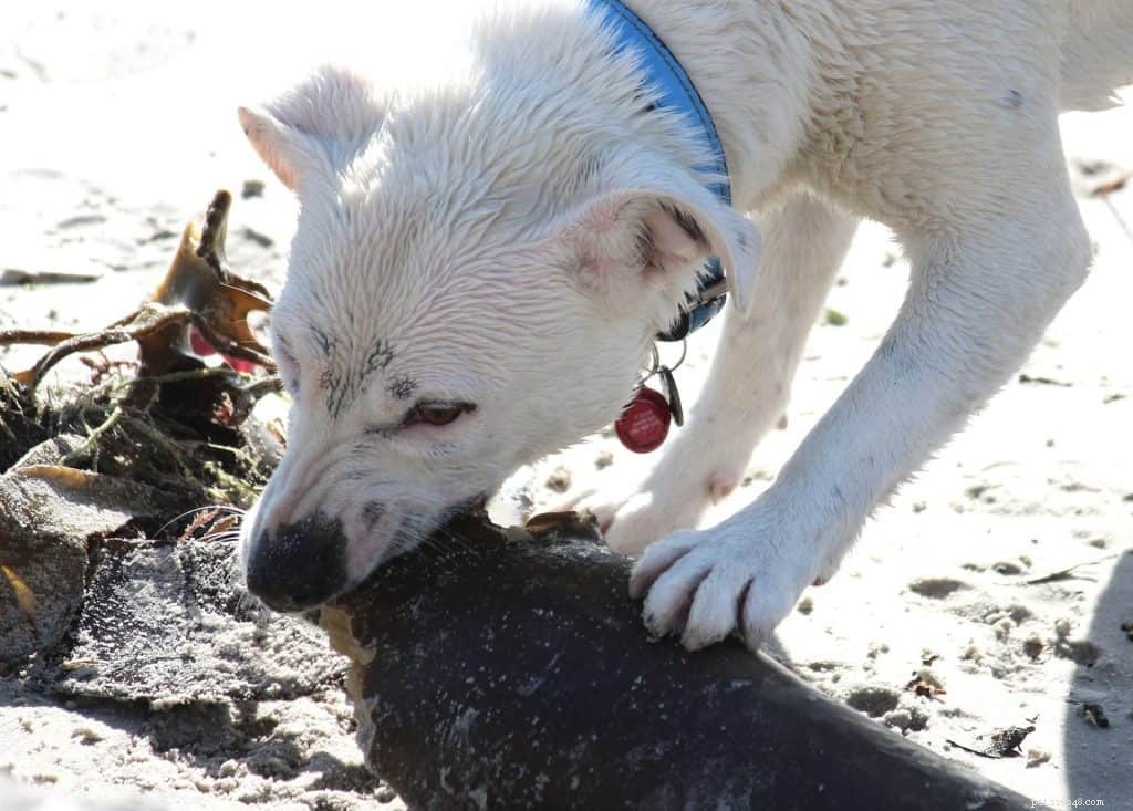 Understanding Why Your Dog Eats Non-Food Items and How to Stop It