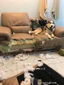 Understanding Why Your Dog Eats Non-Food Items and How to Stop It