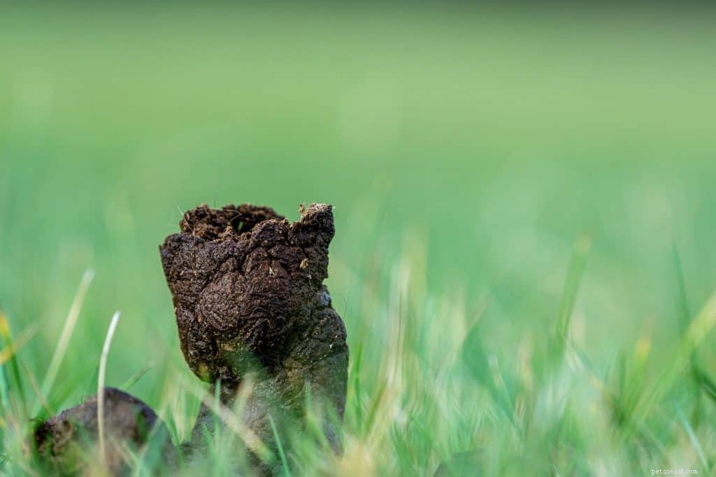 Understanding Coprophagia: Why Dogs Eat Feces and How to Stop It
