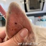 The Essential Guide to Dog Grooming: Why Regular Care Matters