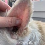 The Essential Guide to Dog Grooming: Why Regular Care Matters
