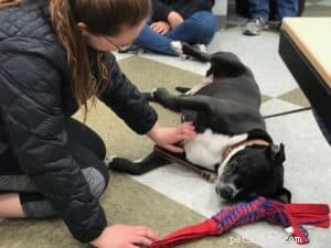 Professional Guide to Safely Trimming Your Dog’s Nails at Home