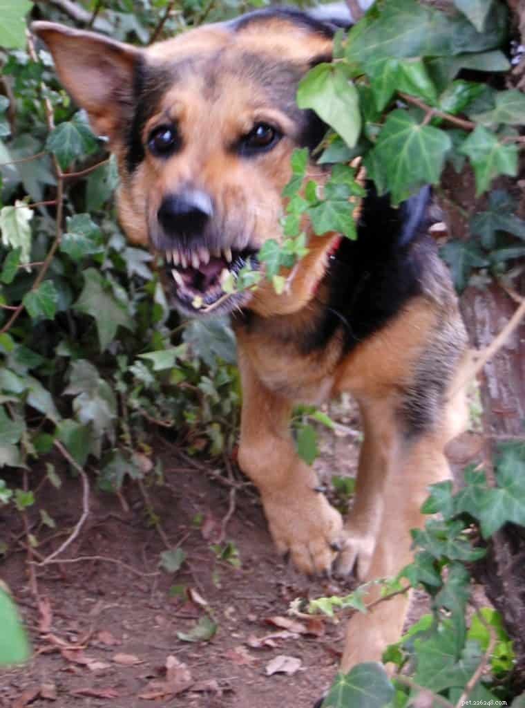 Medical Factors That Can Trigger Aggressive Behavior in Dogs