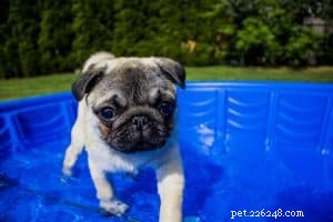 Medical Factors That Can Trigger Aggressive Behavior in Dogs