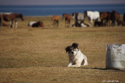 Can Dogs and Horses Coexist? Exploring Friendly Bonds Between Dogs and Horses