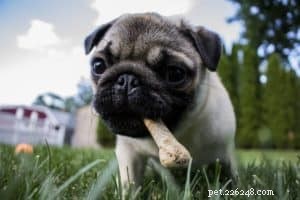 How Many Calories Should Your Dog Breed Consume? Expert Guide