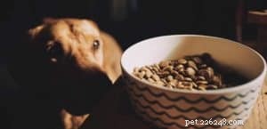 How Many Calories Should Your Dog Breed Consume? Expert Guide