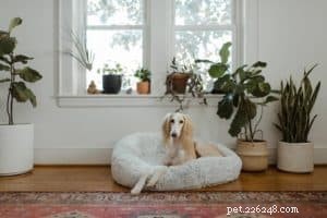 Avoid These Common Pitfalls When Choosing the Perfect Dog Bed
