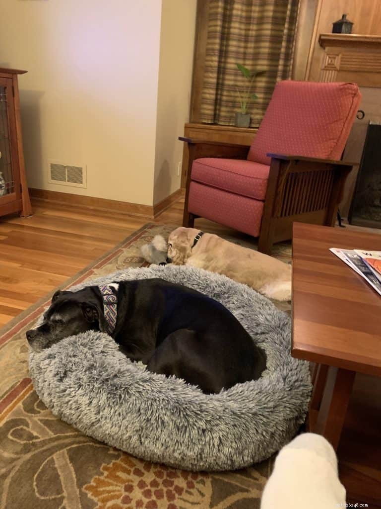 Avoid These Common Pitfalls When Choosing the Perfect Dog Bed