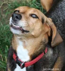 Why You Should Care for Your Dog’s Teeth—and How to Do It