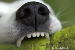 Why You Should Care for Your Dog’s Teeth—and How to Do It