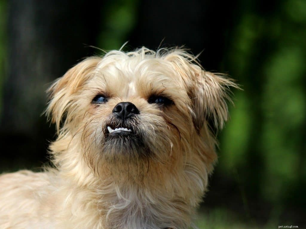 Why You Should Care for Your Dog’s Teeth—and How to Do It