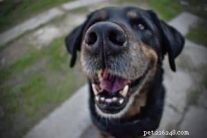 Why You Should Care for Your Dog’s Teeth—and How to Do It