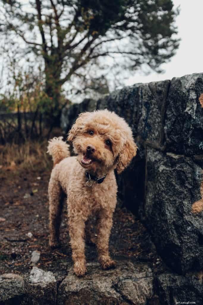 Top Dog Vitamins & Supplements for Optimal Health & Wellness