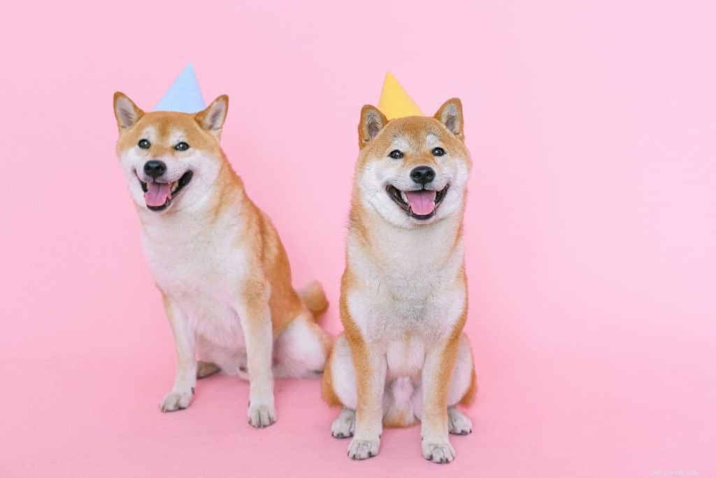 6 Essential Steps to Keep Your Dog Happy and Healthy