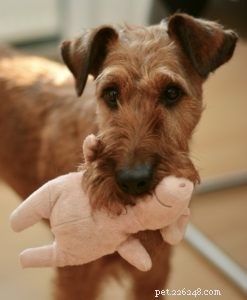 6 Essential Steps to Keep Your Dog Happy and Healthy