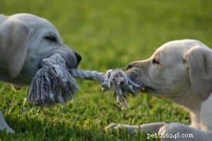 6 Essential Steps to Keep Your Dog Happy and Healthy