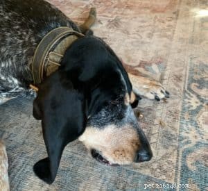 Pawstruck Bully Sticks: Trusted Natural Dog Treats Reviewed by Certified Trainer