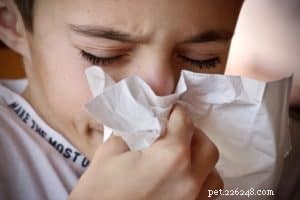 Effective Solutions to Overcome Dog Dander Allergies